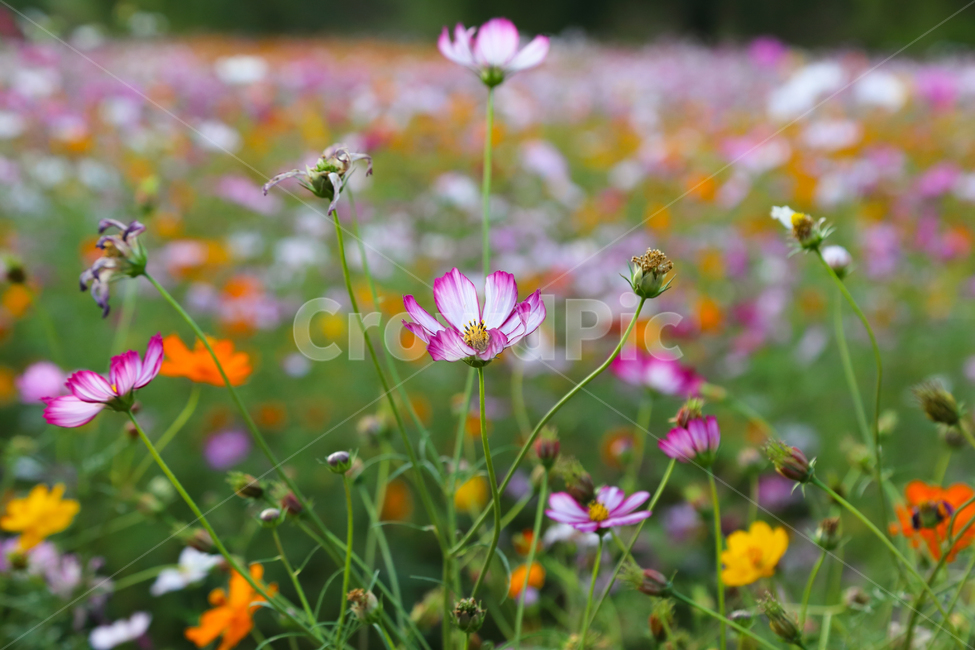 꽃,코스모스,가을,감성사진,식물,계절,fall,autumn,season,휴식,힐링,rest,relaxation,healing,자연,plants,nature,flower,감성,sensible,feeling,색깔,색상,색채