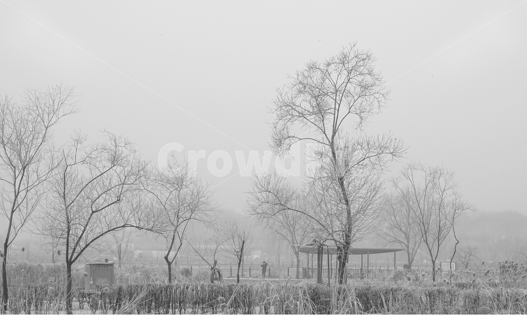 겨울,나무,감성,계절,공원,식물,겨울,계절,winter,season,식물,자연,plants,nature,나무,trees,wood,흑백,모노톤,monochrome,black and white
