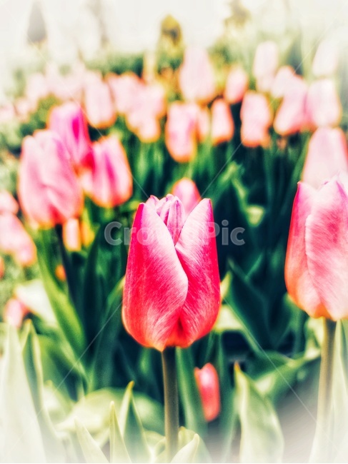 plant,blossom,꽃,flower,튤립