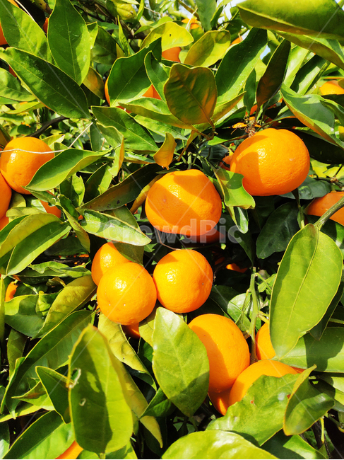 제주,귤,과일,주황색,식품,jeju,tangerine,fruit,orange,food,겨울,과일,열매,fruit
