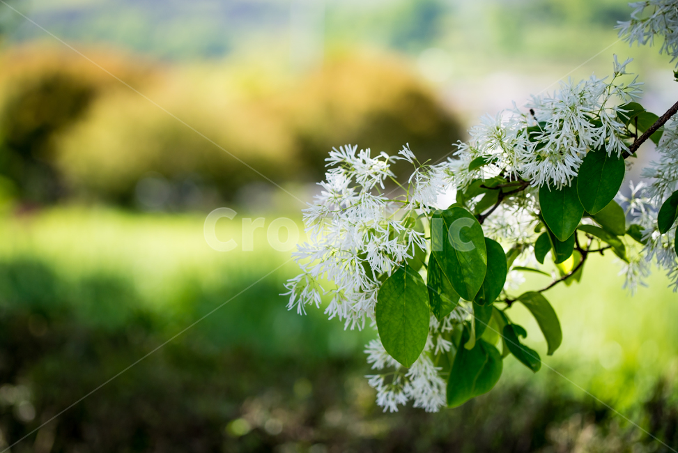 자연,nature,plants,초록,봄,꽃,나뭇잎,spring