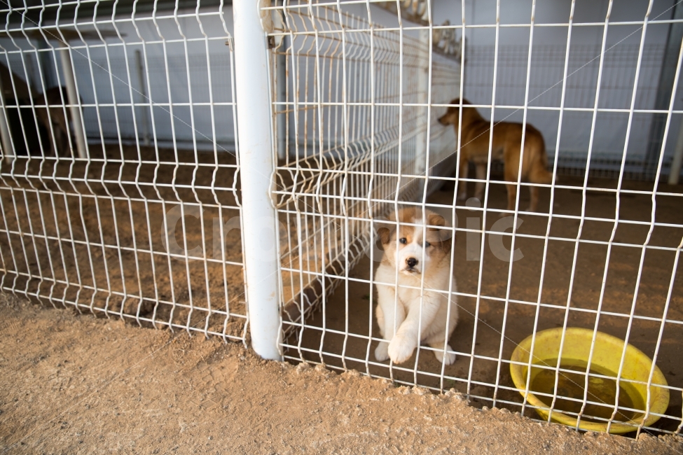 일상,풍경,스냅사진,동물,강아지,daily,dog,puppy,landscape,snapshot,동물,animal,포유류,mammal,개,강아지,dog,doggy