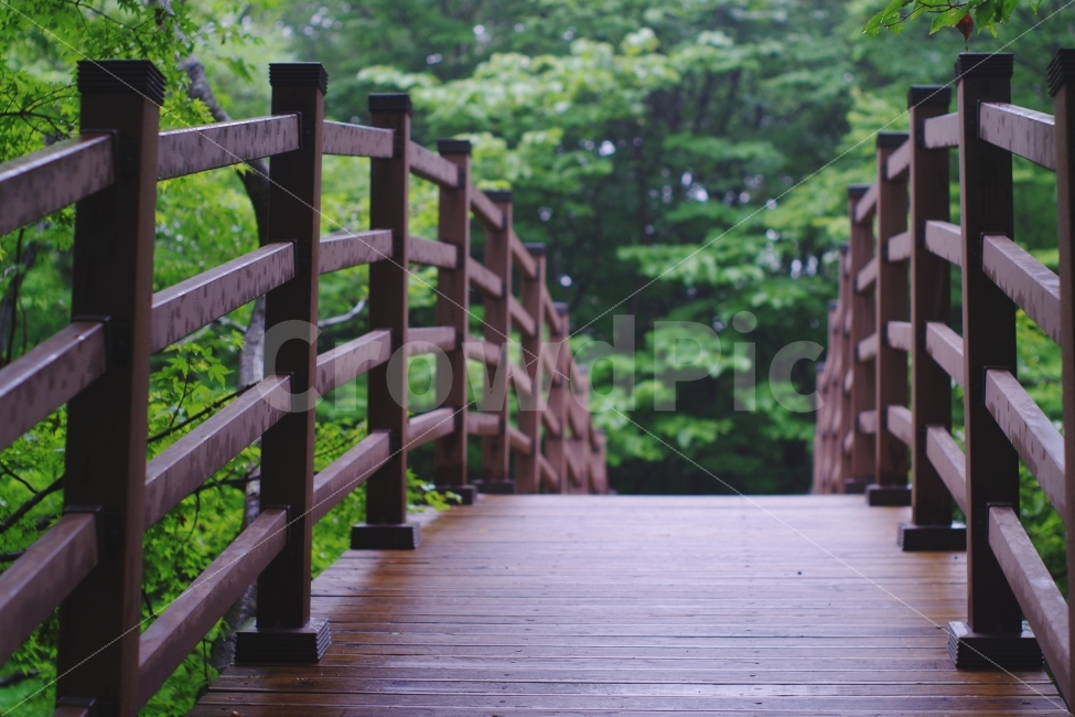 제주도,차분,고요,편안함,안식,사려니숲,여행사진,감성사진,휴식,힐링,rest,relaxation,healing