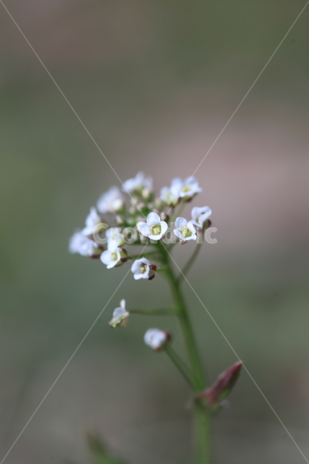 plant,식물,꽃,flower,봄꽃,봄,야생화,들꽃,작은꽃,근접찰영