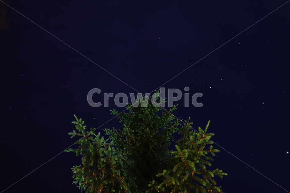 nature,outdoors,자연,숲,별,나무,밤,옥외,야경,밤,풍경,nightscape,night,landscape