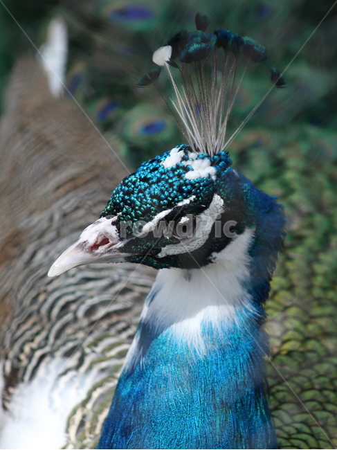 공작,새,동물,조류,peacock,동물,animal,조류,새,birds