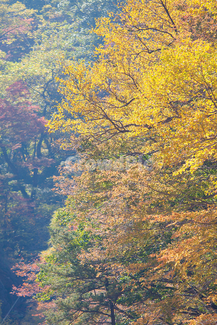 tree,나무,plant,식물,단풍,화려함,가을,계절,fall,autumn,season,식물,자연,plants,nature,나무,trees,wood