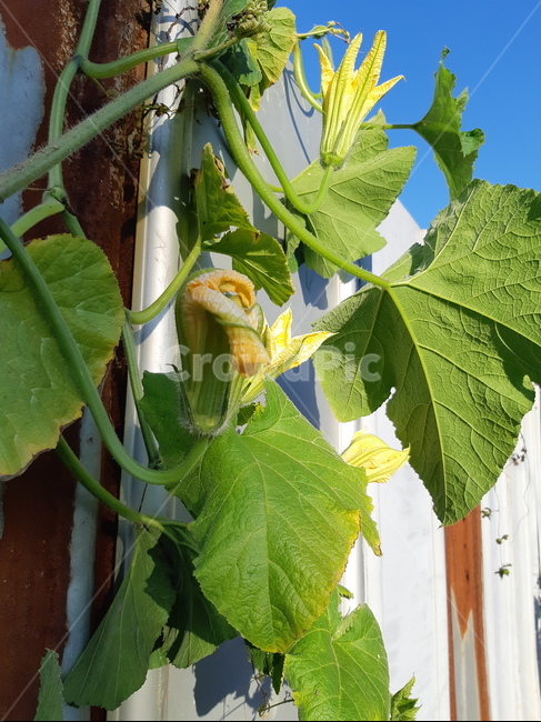 호박꽃,담쟁이,넝쿨,녹,봉우리,호박,식물,자연,plants,nature