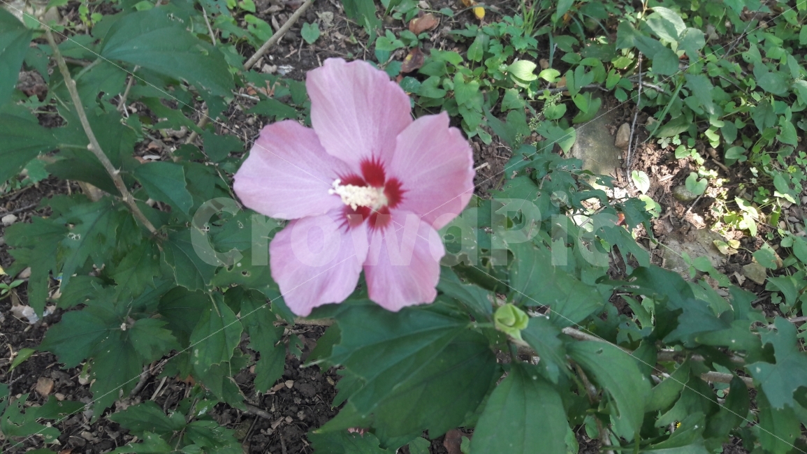 꽃,무궁화,국화,나라,사랑,식물,자연,plants,nature,꽃,flower