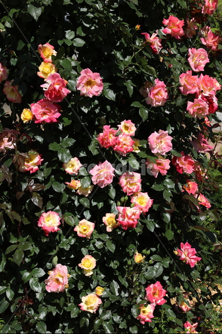 장미,장미꽃,장미공원,장미광장,로즈가든,로즈,식물,자연,plants,nature,꽃,flower
