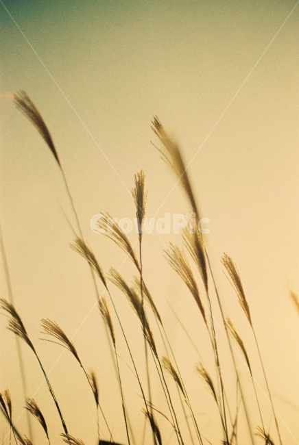 갈대,하늘,자연,하늘공원,가을,식물,자연,plants,nature,감성,sensible,feeling