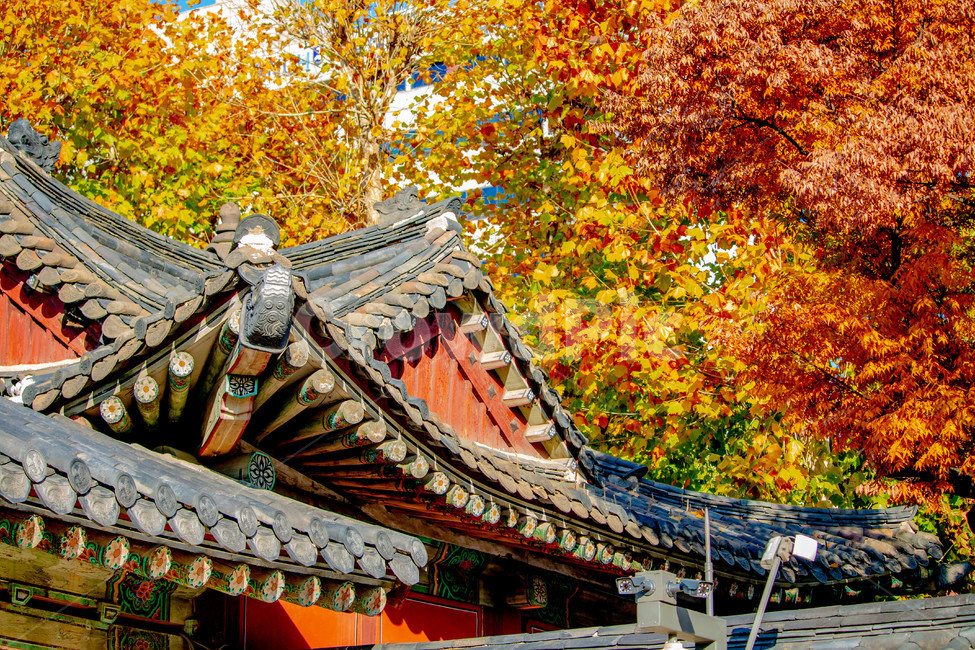 단풍,한옥,낙엽,maple,가을,가을,계절,fall,autumn,season,한국전통,한국문화,korean traditional,korean culture