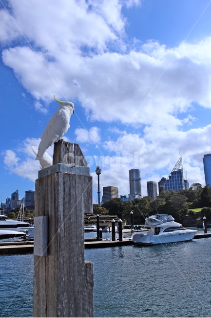 시드니,앵무새,sydney,parrot,코카두,자연,풍경,nature,landscape,도시,city,해외,외국,세계,foreign,oversea,world,세계자연풍경,해외자연풍경,외국자연풍경,world nature landscape,세계도시풍경,해외도시풍경,외국도시풍경,world cityscape,동물,animal,조류,새,birds,vehicle,차량,transportation,교통,boat,보트,bird,water,물,waterfront,워터 프론트,watercraft,선박