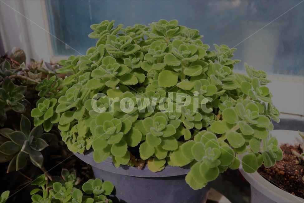 식물,plant,초록,화분,nature