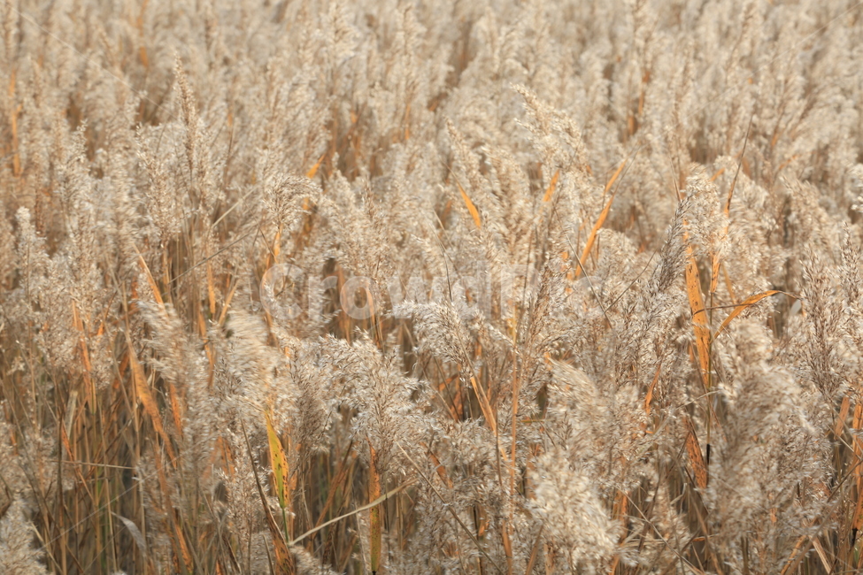 갈대,갈대숲,자연,가을,바람,자연,풍경,nature,landscape,plant,식물,food,음식,vegetable,야채,grain,곡물
