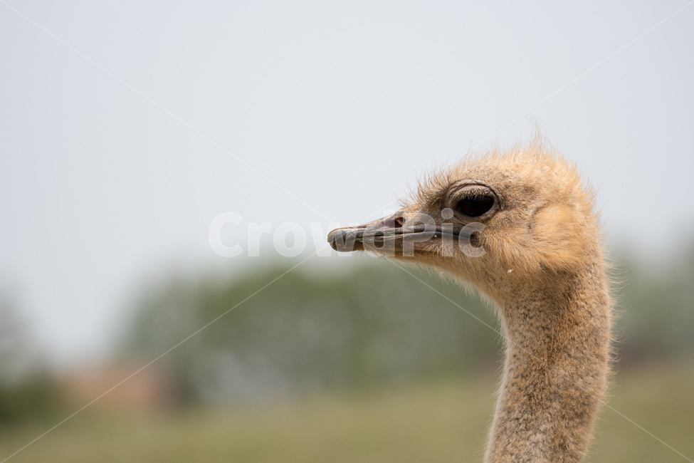 타조,안성팜랜드,목장,대두샷,대두,동물,조류,동물,animal,조류,새,birds
