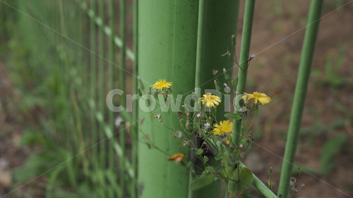 야생화,꽃,야생식물,wildflower,flower,식물,자연,plants,nature,꽃,flower