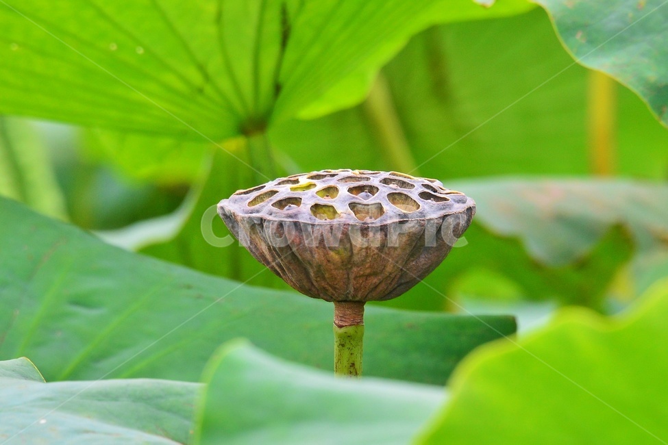 blossom,flower,꽃,plant,식물,연꽃,수련,백련,연잎