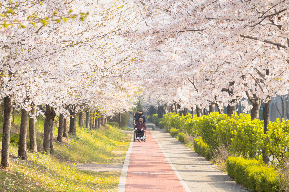 봄꽃,벚꽃나무,벚꽃길,벚꽃,꽃,식물,plant,flowers,cherryblossom,human,blossom,봄,계절,spring,season