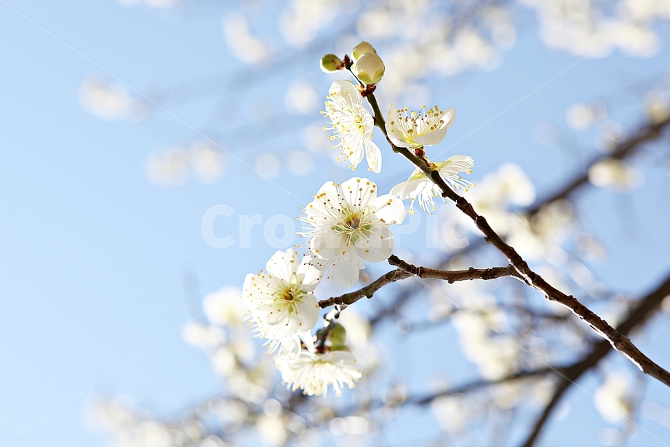 매화,매화꽃,꽃,꽃잎,봄꽃,봄,식물,자연,공원,식물,자연,plants,nature,꽃,flower