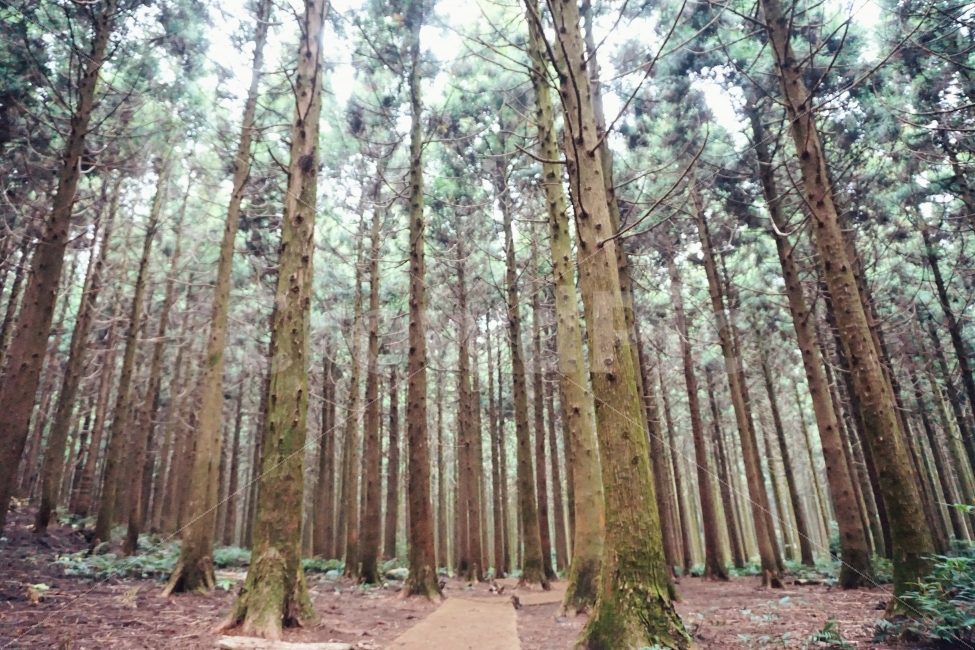 가을,나무,감성,숲,필름느낌,자연,풍경,nature,landscape,식물,plants,나무,trees,wood,tree,plant