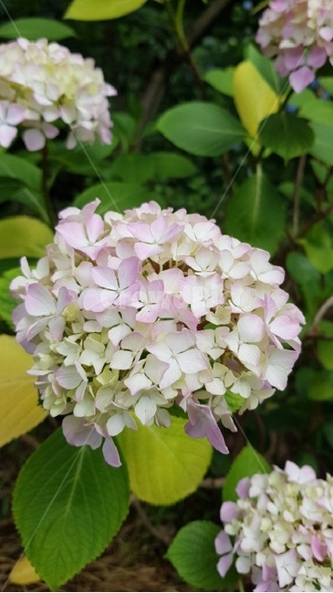 꽃,flower,수국,식물,둥근,blossom,plant