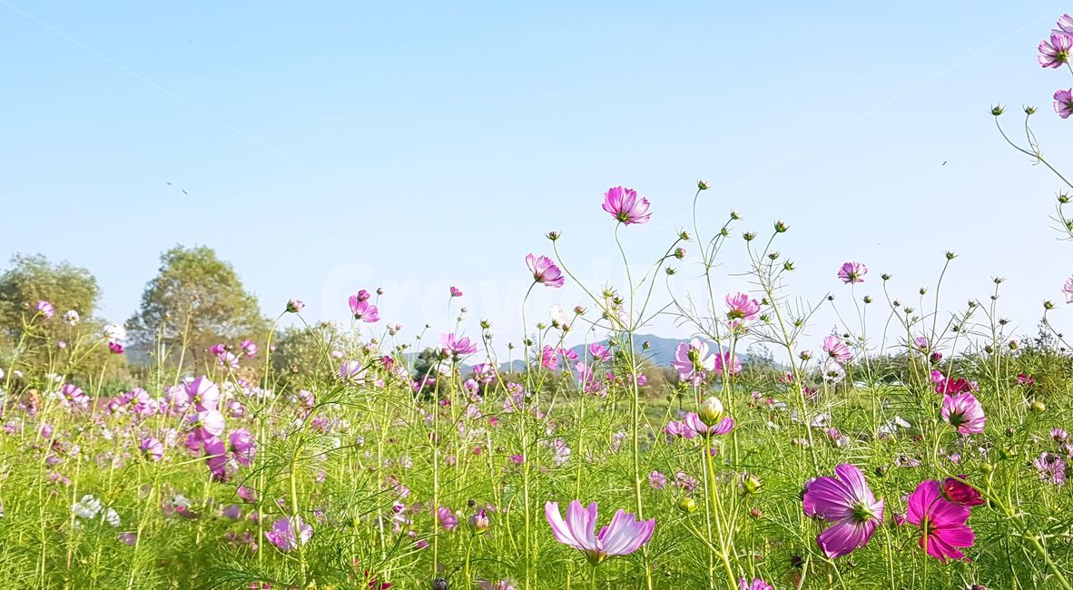 코스모스,가을,꽃,순천,하늘,식물,자연,plants,nature,꽃,flower