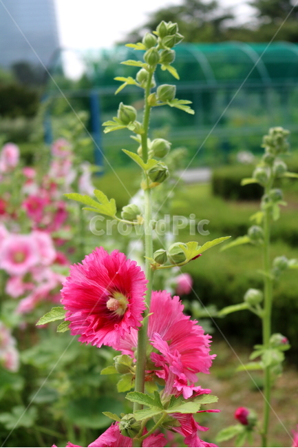 꽃,접시꽃,식물,아욱과,촉규화,관상용,식물,자연,plants,nature,꽃,flower