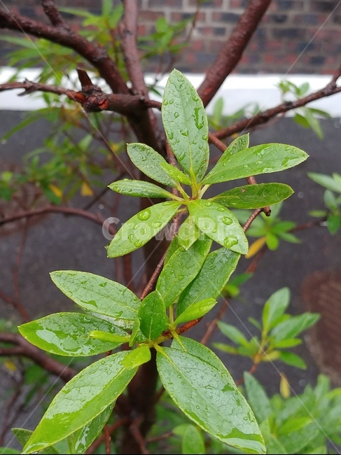식물,물방울,녹색,잎,비오는날,비,식물,자연,plants,nature,비,비오는날,rain,rainy