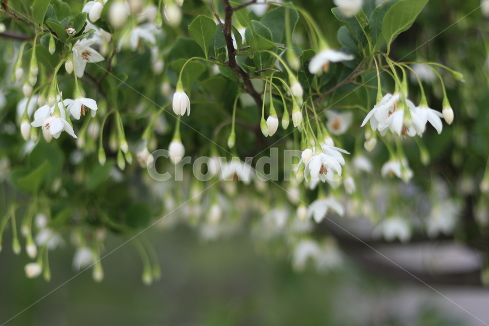 때죽나무꽃,흰색,꽃봉오리,봄,낮,봄,계절,spring,season,식물,자연,plants,nature,꽃,flower,plant,blossom