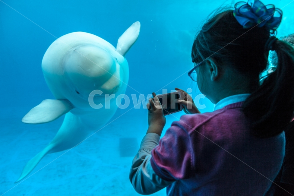 beluga whale,memory,Dolphin,documentary photo,experience,out of focus,sea,White space,filming,blue sea,record,sight,bust,beluga,phone photo,high resolution,Photo shoot,girl,Girls,aquarium,picture,field study,korea,Geoje Sea World,blue,background,refreshin