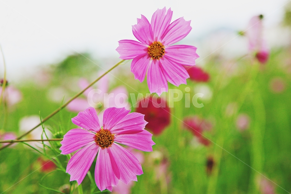 코스모스,꽃,꽃잎,들꽃,식물,가을꽃,가을,공원,자연,식물,자연,plants,nature,꽃,flower