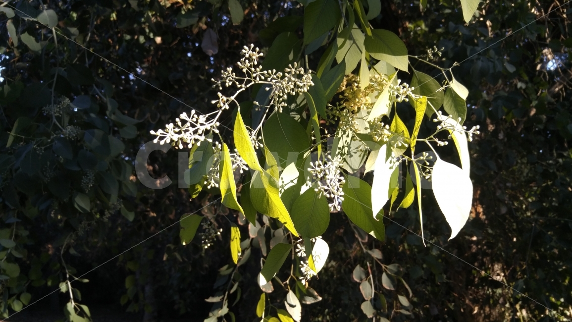유칼립투스,나무,은빛햇살,eucalyptus,tree,silversunlight,식물,자연,plants,nature