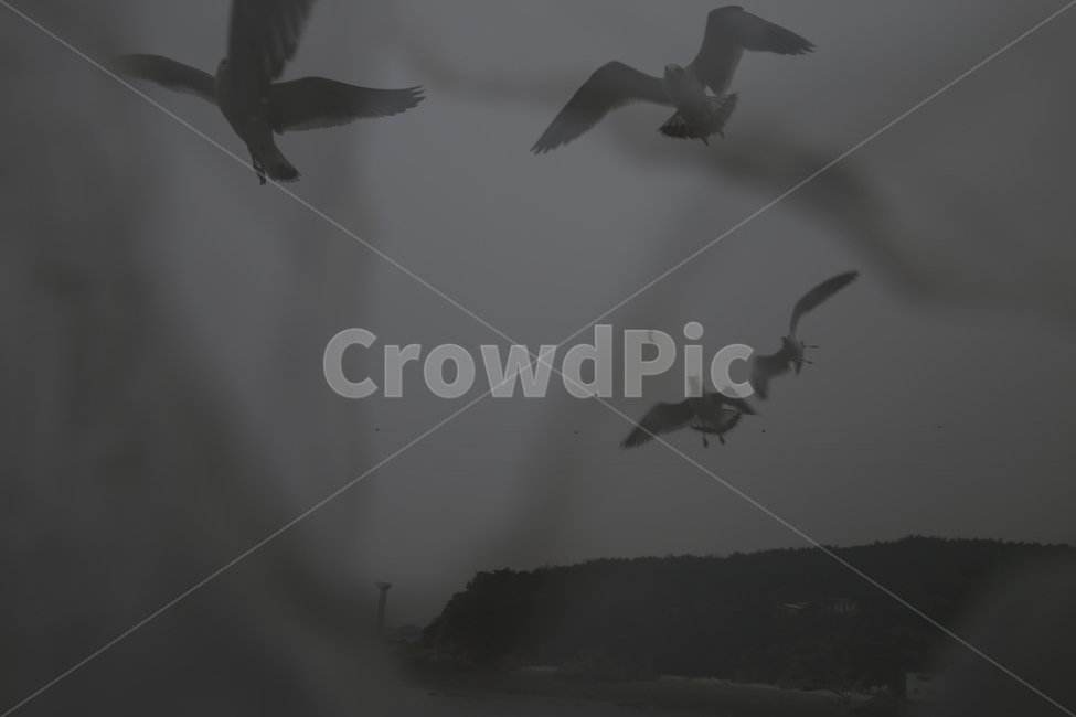 무의도,갈매기,비오는날,흐릿함,항해,우울,비상,동물,animal,조류,새,birds,흑백,모노톤,monochrome,black and white