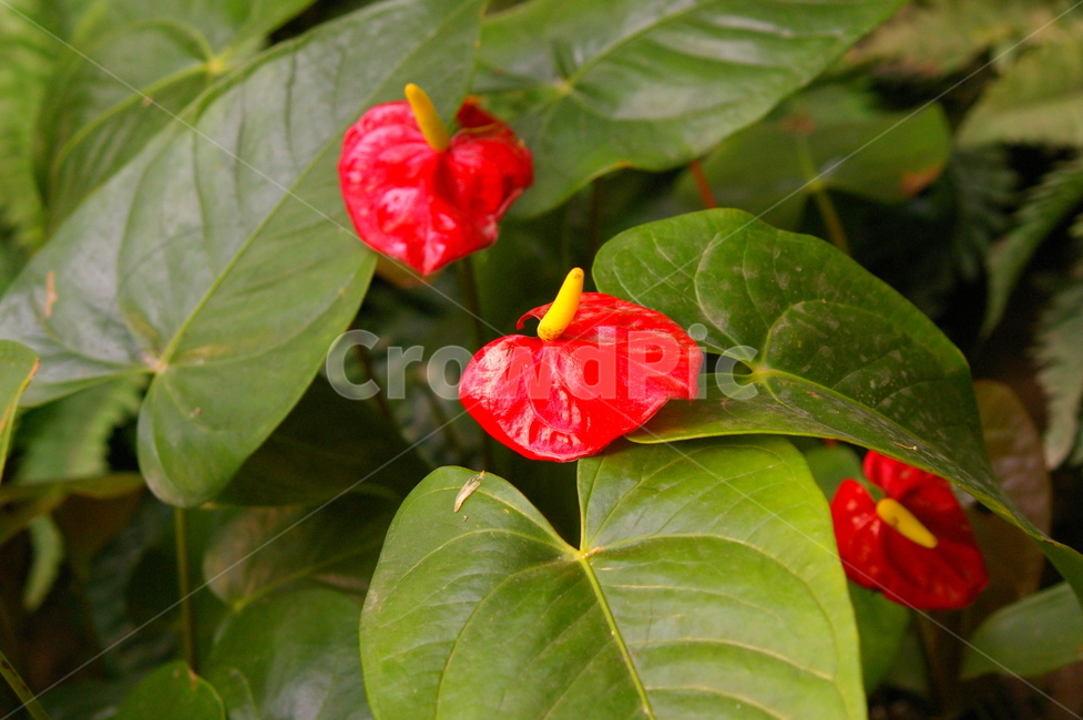 식물,꽃,plant,flower,blossom,식물,자연,plants,nature,꽃,flower