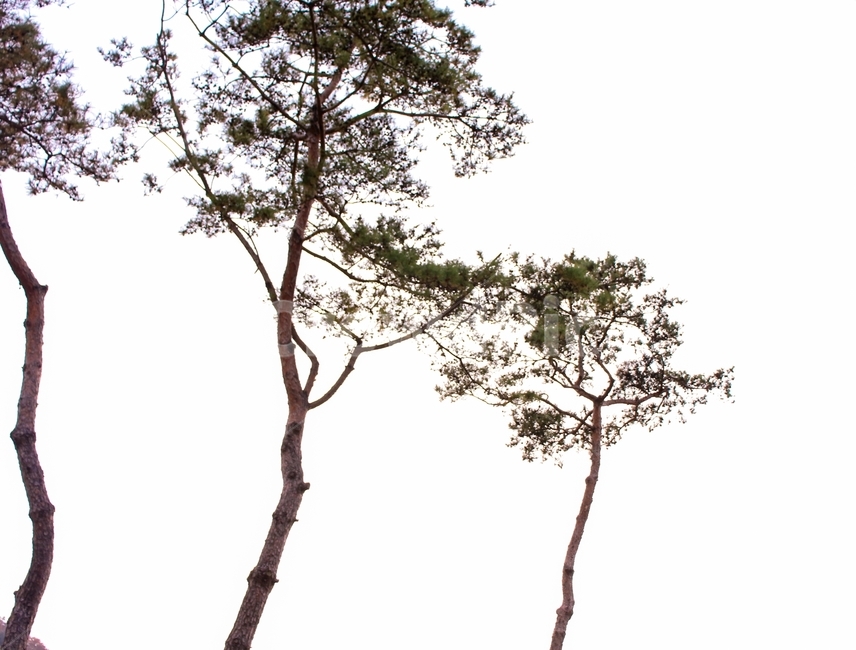 하늘,나무,초록잎,소나무,자연,풍경,식물,자연,plants,nature,나무,trees,wood