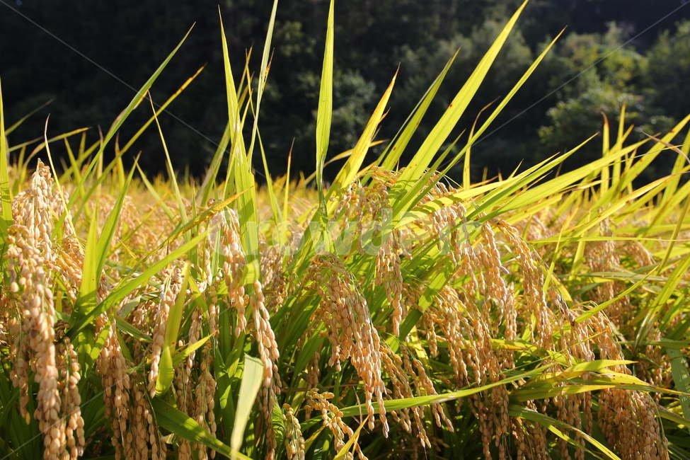 벼,자연,논,가을,추수,쌀,nature,식물,농업,농사,agriculture,farming,farming industry
