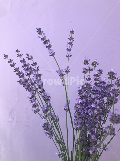 꽃,봄,예쁜꽃,flower,라벤더,우아한꽃