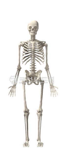 뼈,스켈레톤,해부학,교육,교보재,전신,두개골,척추,갈비뼈,뼈구조,의학,모형,병원,목,허리,등,두상,사람,그래픽,렌더링,입체,의료,신체,무서운,유골,골격,threedimensional,anatomy,body,detailed,full,graphic,human,3dillustration,male,medicine,man,old,realistic,render,science,skeletal,skull,spine,structure,system,torso,medicals,xray,bone,biology,halloween,isolated,pain,anatomical,health,hip,abstract,png,해골,skeleton