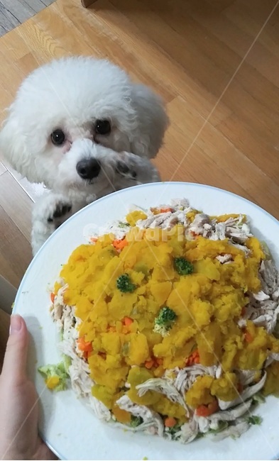 강아지,dog,puppy,케이크,cake