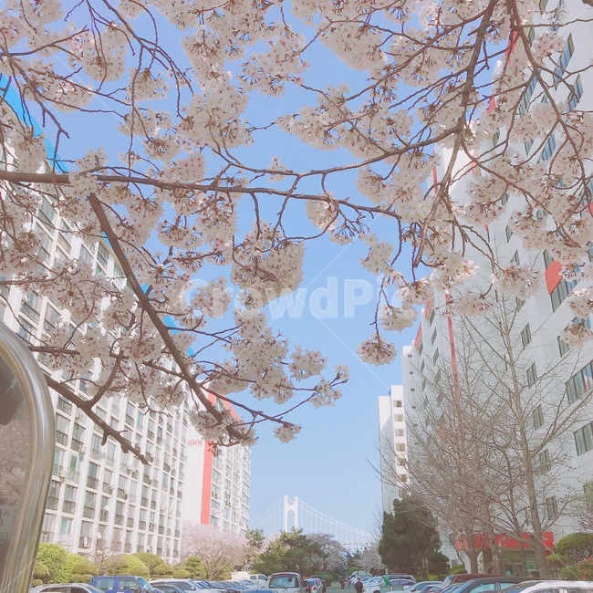 벚꽃,아파트,광안대교,부산,남천동