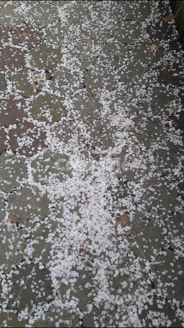 꽃,길,봄,하얀,흐드러짐,봄,계절,spring,season,꽃,flower,nature,자연,hail,빗발