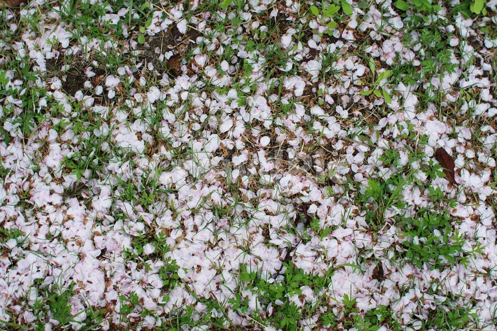 봄,꽃,벚꽃,떨어지다,시들다,꽃잎,꽃길,꽃눈,자연,flower,spring,season,nature