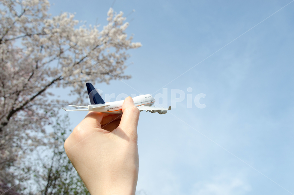 벚꽃,손,봄,비행기,여행,사람,구름,파란색,휴가,여자,하늘,시즌,휴식,배경,아름다움,개화,분기,꽃,자연,야외,나무,모델,장난감,컨셉,계절,아름다운,모형비행기,장난감비행기,항공사,항공권,연출,컨셉,콘셉,direction,concept