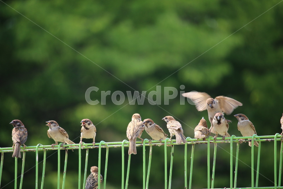 두물머리,참새,동물,방탕화면,철조망,동물,animal,조류,새,birds