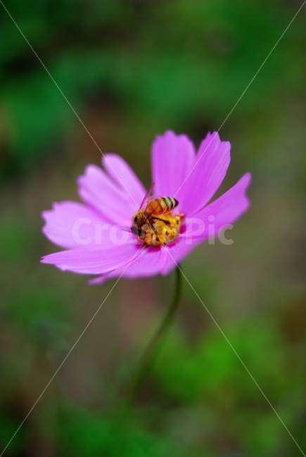 코스모스,꽃,봄,가을,예쁜꽃,식물,자연,plants,nature,꽃,flower,동물,animal,곤충,벌레,insect,bug