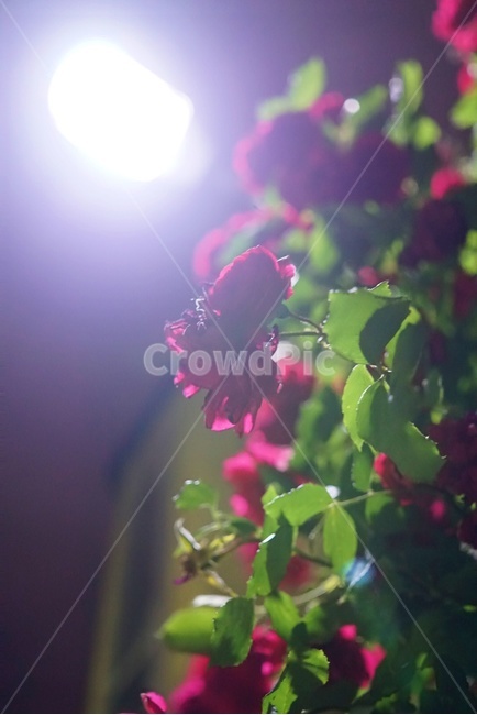 장미,가로등,꽃,밤,밤공기,새벽공기,감성사진,새벽,감성,rose,roses,flower,flowers,streetlight,night,midnight,골목길,봄,spring