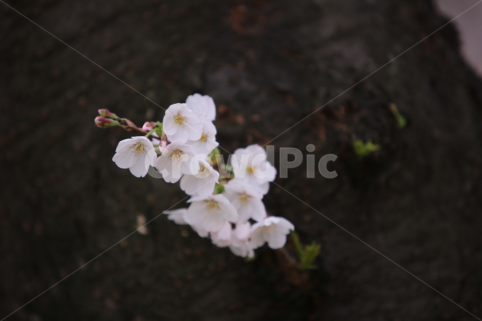꽃,자연,벚꽃,향기,봄꽃,봄,봄,계절,spring,season,식물,자연,plants,nature,꽃,flower,plant,blossom