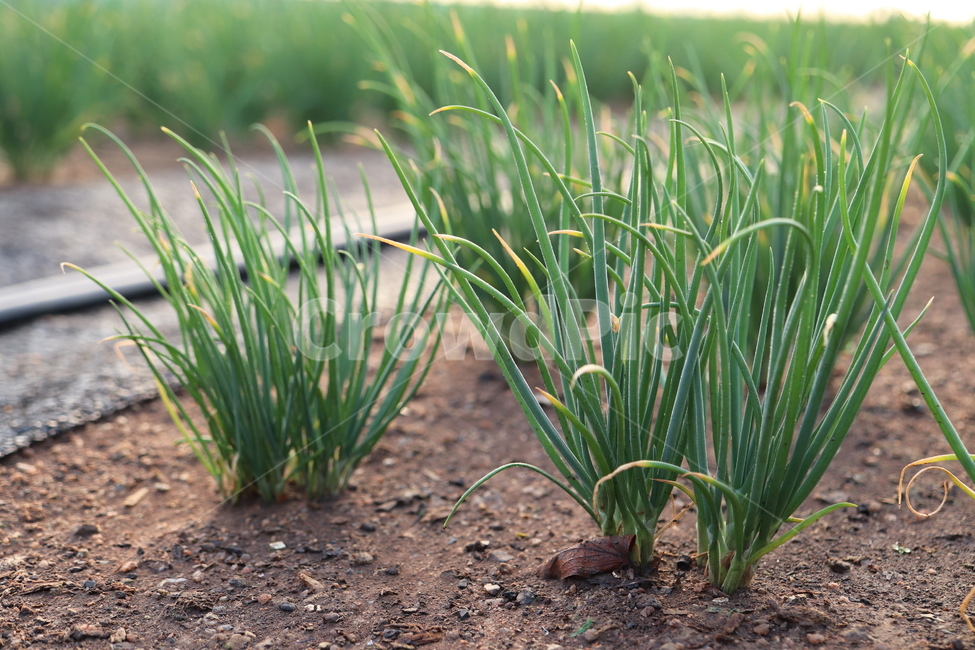 쪽파,식재료,쪽파밭,농사,welsh onion,초록,자연,식물,파