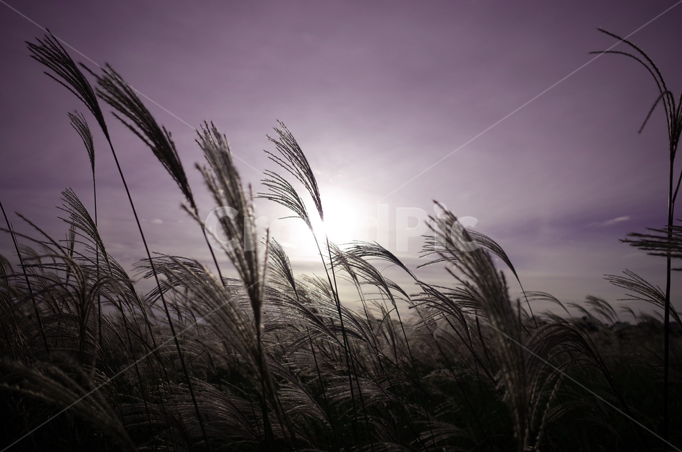 가을,하늘,억새,갈대,가을감성,가을,계절,fall,autumn,season,자연,풍경,nature,landscape,식물,plants,plant,grass,잔디,lawn,reed